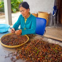 Hand sorting of red pepper