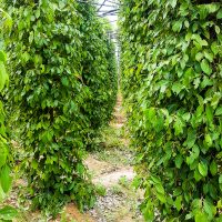 Kampot Pepper field