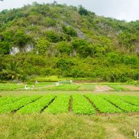 People working on the fields on our way to Phnom Chngok temple