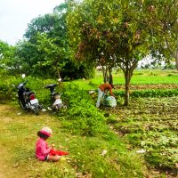 On our way to Phnom Chngok temple, through the hard worked fields.