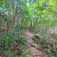 Jungle trail