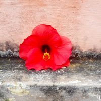 flower wall