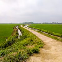 Through rice fields