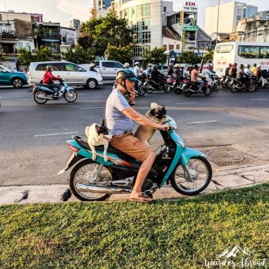 Dog taxi