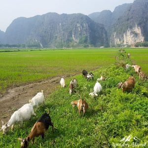 Goats in Tam Coc