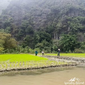 Ladies working a rice field