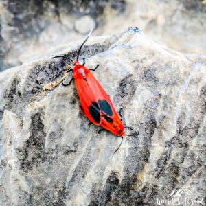 Orange bug on the mountain