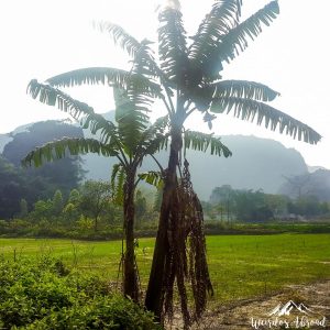 Palm tree in Tam Coc