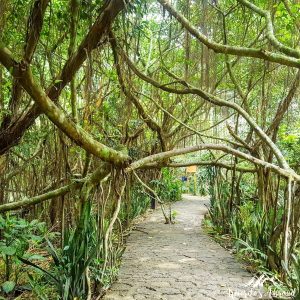 Beautiful path under the trees