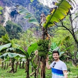 Silviu showing a banana tree, too green