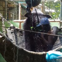 Bear playing with a ball