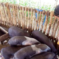 Perine feeding the pigs