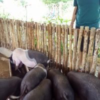 Silviu having fun watching the pigs going crazy for food!