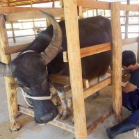 Buffalo milking demo