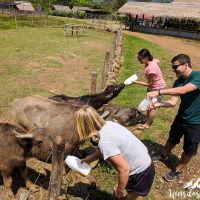 Feeding the buffalo calves was a lot of fun!