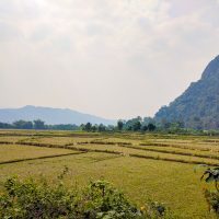 Rice fields