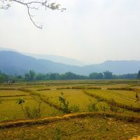 Rice fields