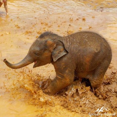 Thailand - CM - Elephants -25