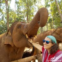 Feeding the elephants straight in the mouth!