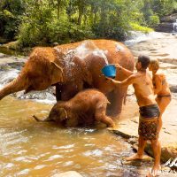 Splashing the elephants