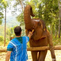 Feeding the elephants straight in the mouth!