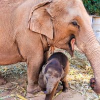 Ellie is always coming back to her Mommy!