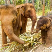 Time for sugarcane!