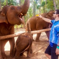 Making the elephants lift their trunk and open their mouth