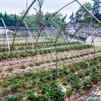 Strawberries!!