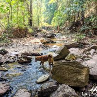 Sugar really doesn't mind crossing the river