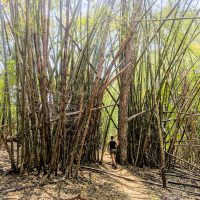 Giant bamboos