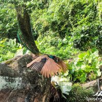 Flying peacock!