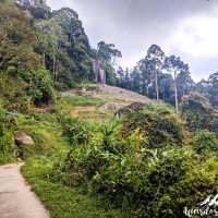 A garden in the jungle