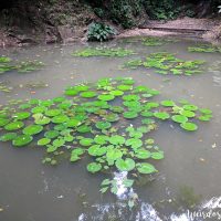 The "Lilly Pond"... really not impressive!