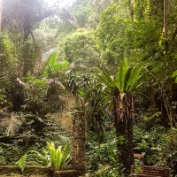 In the Botanical Garden