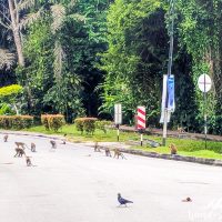 Those monkeys were all gathering in the same direction until then suddenly all turned back to hide in the trees!! Crazy!