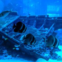 Fishes and wreck at the SEA Aquarium