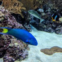 At the SEA Aquarium