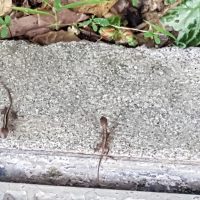 Mini mini lizards!