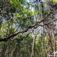 Those crazy tangled trees!