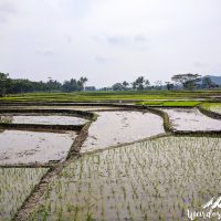 Rice fields