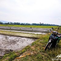 Rice fields