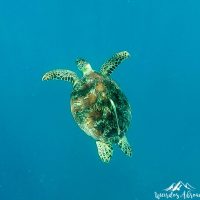 Swimming up for air