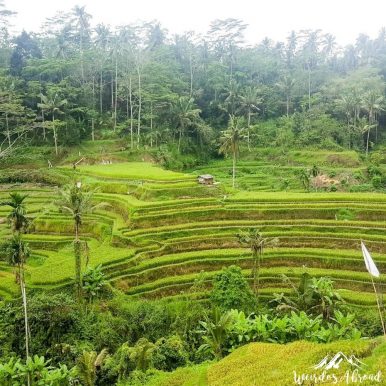 Rice fields in Bali