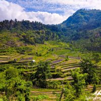 Rice fields in Bali