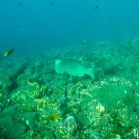 Humphead parrotfish!