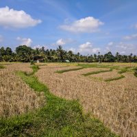 Ubud -33
