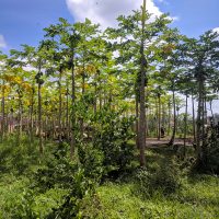 Ubud -43
