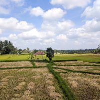 Ubud -45