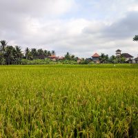 Ubud -51